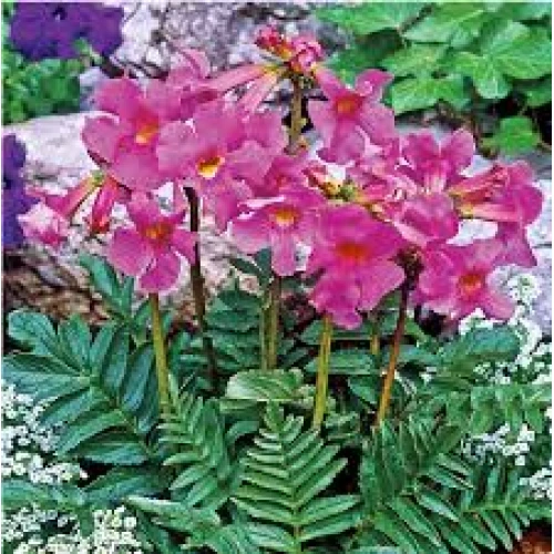 Incarvillea Delavayi 